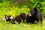 wildlife;bear;bears;black-bear;Ursus-americanus;Cub;Cubs;kiss;North-NH;NH;D5