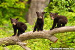 wildlife;bear;bears;black-bear;Ursus-americanus;Cub;Cubs;tree;North-NH;NH;D5