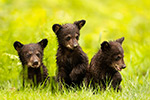wildlife;bear;bears;black-bear;Ursus-americanus;Cub;Cubs;grass;wet;North-NH;NH;D5