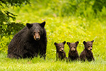 wildlife;bear;bears;black-bear;Ursus-americanus;Cub;Cubs;grass-North-NH;NH;D5