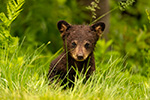 wildlife;bear;bears;black-bear;Ursus-americanus;Cub;Cubs;grass;North-NH;NH;D5