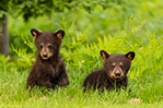 wildlife;bear;bears;black-bear;Ursus-americanus;Cub;Cubs;grass;North-NH;NH;D5