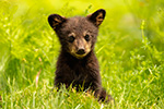 wildlife;bear;bears;black-bear;Ursus-americanus;Cub;Cubs;grass;North-NH;NH;D5