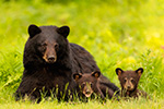 wildlife;bear;bears;black-bear;Ursus-americanus;Cub;Cubs;grass;North-NH;NH;D5