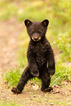 wildlife;bear;bears;black-bear;Ursus-americanus;Cub;Walk;North-NH;NH;D5