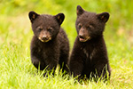 wildlife;bear;bears;black-bear;Ursus-americanus;Cub;cubs;Walk;North-NH;NH;D5