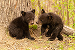wildlife;bear;bears;black-bear;Ursus-americanus;Cub;cubs;play;North-NH;NH;D5