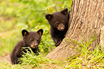 wildlife;bear;bears;black-bear;Ursus-americanus;Cub;cubs;tree;North-NH;NH;D5