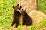 wildlife;bear;bears;black-bear;Ursus-americanus;Cub;cubs;kiss;North-NH;NH;D5