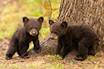 wildlife;bear;bears;black-bear;Ursus-americanus;Cub;cubs;play;North-NH;NH;D5