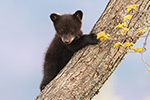 wildlife;bear;bears;black-bear;Ursus-americanus;Cub;tree;North-NH;NH;D5