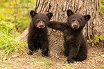 wildlife;bear;bears;black-bear;Ursus-americanus;Cub;cubs;play;North-NH;NH;D5