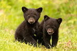 wildlife;bear;bears;black-bear;Ursus-americanus;Cub;cubs;play;North-NH;NH;D5