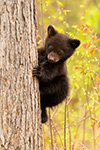 wildlife;bear;bears;black-bear;Ursus-americanus;tree;North-NH;NH;Cub;climbing;D5