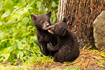 wildlife;bear;bears;black-bear;Ursus-americanus;Cub;cubs;kiss;North-NH;NH;D5