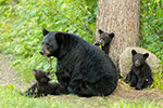 wildlife;bear;bears;black-bear;Ursus-americanus;Cub;Cubs;North-NH;NH;D5