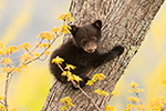 wildlife;bear;bears;black-bear;Ursus-americanus;Cub;tree;North-NH;NH;D5