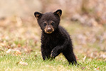 wildlife;bear;bears;black-bear;Ursus-americanus;Cub;Walk;tiny;North-NH;NH;D5