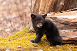 wildlife;bear;bears;black-bear;Ursus-americanus;Cub;Walk;tiny;moss;North-NH;NH;D5