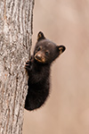 wildlife;bear;bears;black-bear;Ursus-americanus;Cub;climb;tree;tiny;North-NH;NH;D5