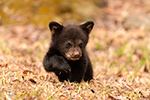 wildlife;bear;bears;black-bear;Ursus-americanus;Cub;Walk;tiny;North-NH;NH;D5