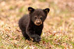 wildlife;bear;bears;black-bear;Ursus-americanus;Cub;Walk;tiny;North-NH;NH;D5