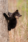 wildlife;bear;bears;black-bear;Ursus-americanus;Cub;Climb;tiny;tree;North-NH;NH;D5