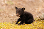 wildlife;bear;bears;black-bear;Ursus-americanus;Cub;Moss;tiny;North-NH;NH;D5