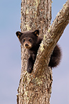 wildlife;bear;bears;black-bear;Ursus-americanus;Cub;tree;tiny;North-NH;NH;D5