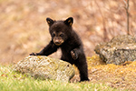 wildlife;bear;bears;black-bear;Ursus-americanus;Cub;rock;tiny;North-NH;NH;D5