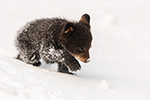 wildlife;bear;bears;black-bear;Ursus-americanus;Cub;Walk;tiny;snow;North-NH;NH;D5