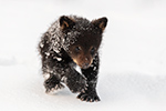 wildlife;bear;bears;black-bear;Ursus-americanus;Cub;Walk;tiny;snow;North-NH;NH;D5