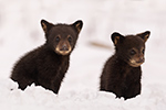 wildlife;bear;bears;black-bear;Ursus-americanus;Cub;cubs;Walk;tiny;snow;North-NH;NH;D5