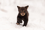 wildlife;bear;bears;black-bear;Ursus-americanus;Cub;Walk;tiny;snow;North-NH;NH;D5