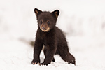wildlife;bear;bears;black-bear;Ursus-americanus;Cub;Walk;tiny;snow;North-NH;NH;D5