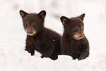 wildlife;bear;bears;black-bear;Ursus-americanus;Cub;cubs;Walk;tiny;snow;North-NH;NH;D5