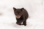 wildlife;bear;bears;black-bear;Ursus-americanus;Cub;Walk;tiny;snow;North-NH;NH;D5