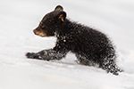 wildlife;bear;bears;black-bear;Ursus-americanus;Cub;Walk;tiny;snow;North-NH;NH;D5