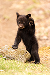 wildlife;bear;bears;black-bear;Ursus-americanus;Cub;standing;tiny;wave;rock;North-NH;NH;D5