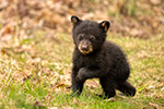 wildlife;bear;bears;black-bear;Ursus-americanus;Cub;Walk;tiny;North-NH;NH;Z9