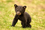 wildlife;bear;bears;black-bear;Ursus-americanus;Cub;Walk;tiny;North-NH;NH;Z9