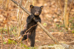 wildlife;bear;bears;black-bear;Ursus-americanus;Cub;Walk;play;tiny;tree;North-NH;NH;Z9