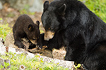 wildlife;bear;bears;black-bear;Ursus-americanus;Sugar-Hill;NH;Cub;D4s