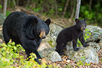 wildlife;bear;bears;black-bear;Ursus-americanus;Sugar-Hill;NH;Cub;rocks;D4s