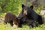 wildlife;bear;bears;black-bear;Ursus-americanus;Sugar-Hill;NH;Cub;grass;D4s