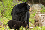 wildlife;bear;bears;black-bear;Ursus-americanus;Sugar-Hill;NH;Cub;rocks;D4s