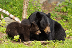 wildlife;bear;bears;black-bear;Ursus-americanus;Sugar-Hill;NH;Cub;D4s