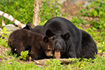 wildlife;bear;bears;black-bear;Ursus-americanus;Sugar-Hill;NH;Cub;rocks;D4s