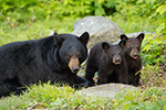 wildlife;bear;bears;black-bear;Ursus-americanus;Sugar-Hill;NH;Cubs;rocks;D4s