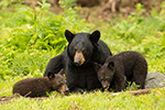 wildlife;bear;bears;black-bear;Ursus-americanus;Sugar-Hill;NH;Cub;wet;D4s